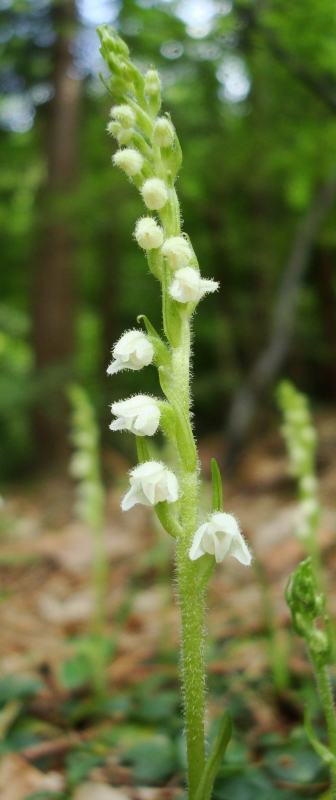 goodyera repens